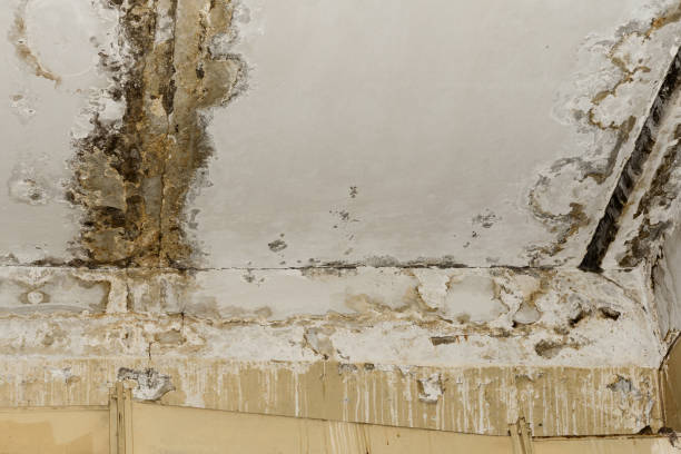 Mold Remediation for Rental Properties in Minneapolis, MN