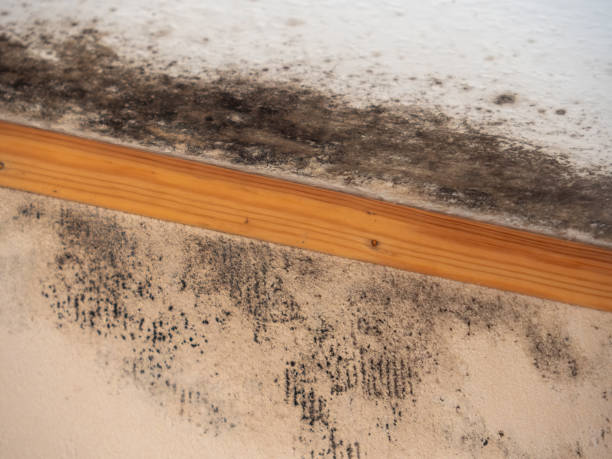 Best Residential Mold Inspection & Testing  in Minneapolis, MN