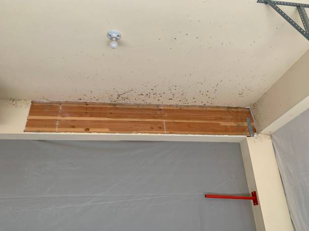 Reliable Minneapolis, MN Mold Removal Solutions