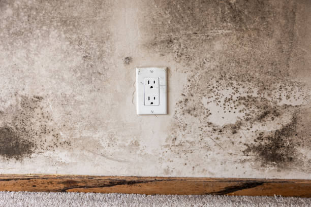 Best Water Damage & Mold Remediation  in Minneapolis, MN