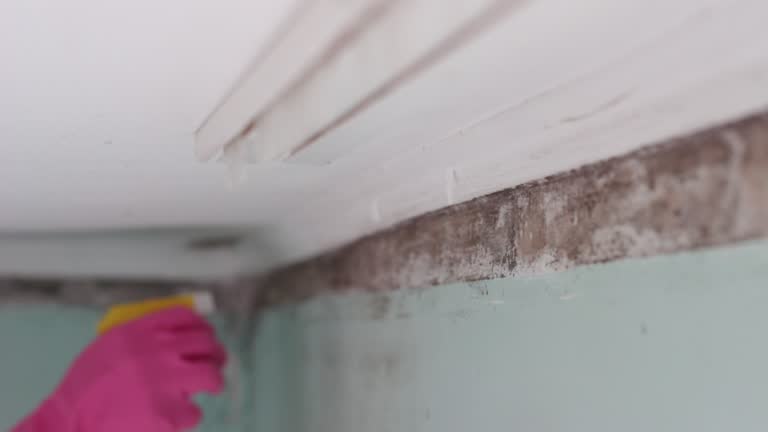 Best Comprehensive Air Testing for Mold Contaminants  in Minneapolis, MN